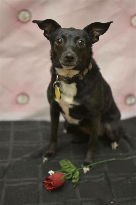 Craigslist - Dogs for Sale or Adoption in Binghamton, NY Beagle Puppies,. . Scranton craigslist pets